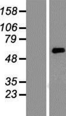 Western Blot: KCNK10 Overexpression Lysate (Adult Normal) [NBP2-09897] Left-Empty vector transfected control cell lysate (HEK293 cell lysate); Right -Over-expression Lysate for KCNK10.