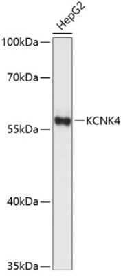 Western Blot: KCNK4 Antibody [NBP3-04902] - Analysis of extracts of HepG2 cells, using KCNK4 antibody at 1:1000 dilution. Secondary antibody: HRP Goat Anti-Rabbit IgG (H+L) at 1:10000 dilution. Lysates/proteins: 25ug per lane. Blocking buffer: 3% nonfat dry milk in TBST. Detection: ECL Basic Kit .