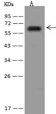 Western Blot: KCNK5 Antibody [NBP3-12615] - Lane A: Mouse liver tissue lysateLysates/proteins at 30 ug per lane.SecondaryGoat Anti-Rabbit IgG (H+L)/HRP at 1/10000 dilution.Developed using the ECL technique.Performed under reducing conditions.Predicted band size:56 kDaObserved band size:56 kDa