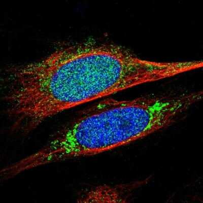 Immunocytochemistry/ Immunofluorescence KCNMB3 Antibody