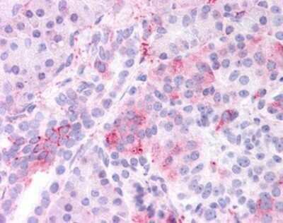Immunohistochemistry-Paraffin: KCNMB3 Antibody [NB100-90594] - Staining of human pancreas. Immunohistochemistry of formalin-fixed, paraffin-embedded tissue after heat-induced antigen retrieval. Antibody concentration 5 ug/ml.
