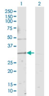 Western Blot: KCNMB4 Antibody [H00027345-D01P] - Analysis of KCNMB4 expression in transfected 293T cell line by KCNMB4 polyclonal antibody.Lane 1: KCNMB4 transfected lysate(23.90 KDa).Lane 2: Non-transfected lysate.