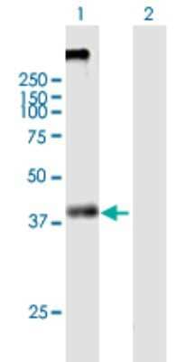 Western Blot: KCNN4 Antibody [H00003783-B01P] - Analysis of KCNN4 expression in transfected 293T cell line by KCNN4 polyclonal antibody.  Lane 1: KCNN4 transfected lysate(47.7 KDa). Lane 2: Non-transfected lysate.