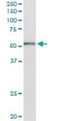 Western Blot: KCNN4 Antibody [H00003783-D01P] - Analysis of KCNN4 expression in NIH/3T3.