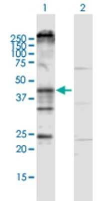 Western Blot: KCNN4 Antibody [H00003783-D01P] - Analysis of KCNN4 expression in transfected 293T cell line by KCNN4 polyclonal antibody.Lane 1: KCNN4 transfected lysate(47.7 KDa).Lane 2: Non-transfected lysate.