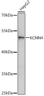 Western Blot: KCNN4 Antibody [NBP3-04926] - Analysis of extracts of HepG2 cells, using KCNN4 antibody at 1:1000 dilution. Secondary antibody: HRP Goat Anti-Rabbit IgG (H+L) at 1:10000 dilution. Lysates/proteins: 25ug per lane. Blocking buffer: 3% nonfat dry milk in TBST. Detection: ECL Enhanced Kit