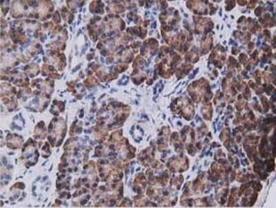 Immunohistochemistry-Paraffin: KCTD14 Antibody (1D11) [NBP2-00470] - Staining of paraffin-embedded Human pancreas tissue using anti-KCTD14 mouse monoclonal antibody.