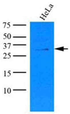 Western Blot: KCTD15 Antibody (AT4C3) [NBP1-49429] - PAGE, transferred to NC membrane and probed with anti-human KCTD15 (1:1000). Proteins were visualized using a goat anti-mouse secondary antibody conjugated to HRP and an ECL detection system.