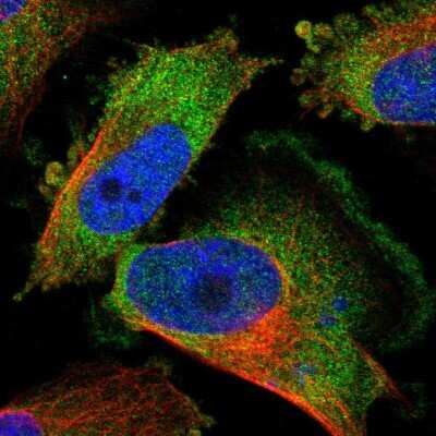 Immunocytochemistry/ Immunofluorescence KCTD3 Antibody - BSA Free