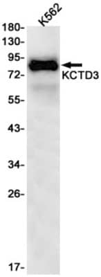 Western Blot: KCTD3 Antibody (S09-8H3) [NBP3-19671] - Western blot detection of KCTD3 in K562 cell lysates using NBP3-19671 (1:1000 diluted). Predicted band size: 89kDa. Observed band size: 89kDa.