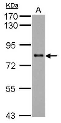 Western Blot KCTD3 Antibody - BSA Free