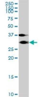 Western Blot: KCTD4 Antibody [H00386618-B01P] - Analysis of KCTD4 expression in IMR-32.