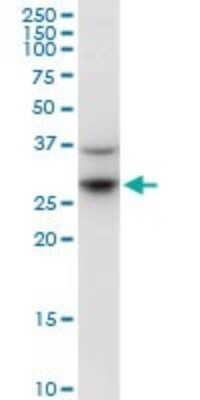 Western Blot: KCTD4 Antibody [H00386618-B01P] - Analysis of KCTD4 expression in Raw 264.7.