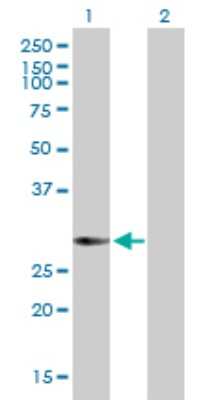Western Blot: KCTD4 Antibody [H00386618-B01P] - Analysis of KCTD4 expression in transfected 293T cell line by KCTD4 polyclonal antibody.  Lane 1: KCTD4 transfected lysate(28.49 KDa). Lane 2: Non-transfected lysate.