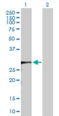 Western Blot: KCTD4 Antibody [H00386618-D01P] - Analysis of KCTD4 expression in transfected 293T cell line by KCTD4 polyclonal antibody.Lane 1: KCTD4 transfected lysate(30.00 KDa).Lane 2: Non-transfected lysate.
