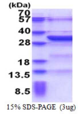SDS-Page: KCTD4 Protein [NBP2-23354]