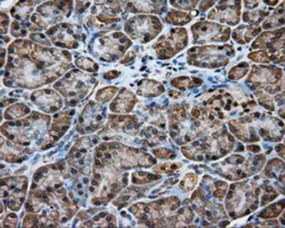 Immunohistochemistry-Paraffin: KCTD5 Antibody (3C8) [NBP2-02414] - Staining of paraffin-embedded pancreas tissue using anti-RC200180 mouse monoclonal antibody.