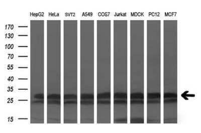 Western Blot: KCTD5 Antibody (OTI3C8) - Azide and BSA Free [NBP2-71955] - Analysis of extracts (35ug) from 9 different cell lines by using anti-KCTD5 monoclonal antibody (HepG2: human; HeLa: human; SVT2: mouse; A549: human; COS7: monkey; Jurkat: human; MDCK: canine; PC12: rat; MCF7: human).(1:200)