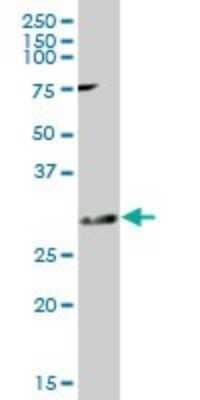 Western Blot KChIP2 Antibody - Azide and BSA Free