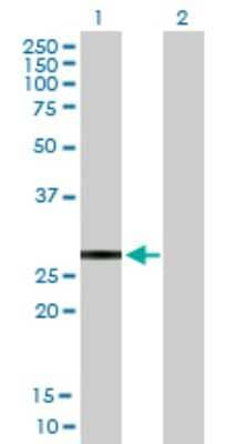 Western Blot: KChIP2 Antibody [H00030819-B01P] - Analysis of KCNIP2 expression in transfected 293T cell line by KCNIP2 polyclonal antibody.  Lane 1: KCNIP2 transfected lysate(29.7 KDa). Lane 2: Non-transfected lysate.