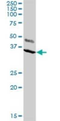 Western Blot KChIP2 Antibody - Azide and BSA Free