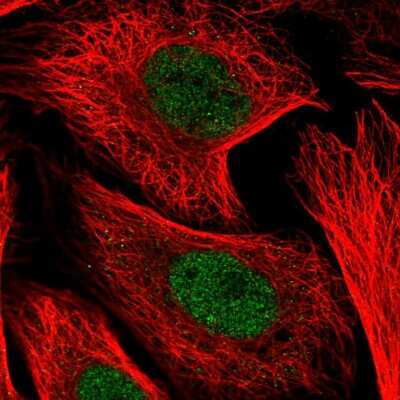 Immunocytochemistry/Immunofluorescence: KDEL Antibody [NBP2-55448] - Staining of human cell line U-2 OS shows localization to nucleoplasm. Antibody staining is shown in green.