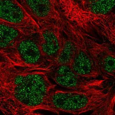 Immunocytochemistry/Immunofluorescence: KDELC2 Antibody [NBP2-57081] - Staining of human cell line CACO-2 shows localization to nucleoplasm.