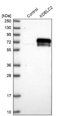 Western Blot KDELC2 Antibody