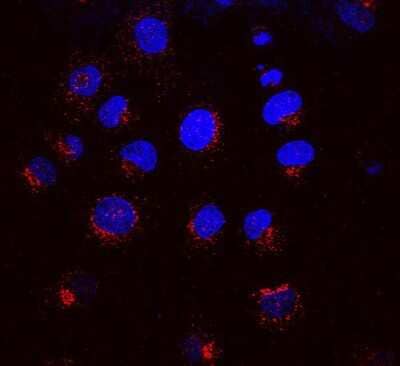 Immunocytochemistry/Immunofluorescence: KDELR1 Antibody (KR-10) [NBP2-12873] - Immunocytochemistry/Immunofluorescence analysis using Mouse Anti-KDELR1 Monoclonal Antibody, Clone KR-10 (NBP2-12873). Tissue: NRK cells. Species: Rat. Primary Antibody: Mouse Anti-KDELR1 Monoclonal Antibody (NBP2-12873) at 1:1000. Secondary Antibody: APC Goat Anti-Mouse (red). Counterstain: DAPI (blue) nuclear stain. KR-10 staining red; DAPI staining blue. Merged images. Courtesy of: Institute of Mol. and Cell Bio, Singapore.