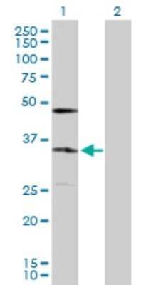 Western Blot: KDELR2 Antibody [H00011014-D01P] - Analysis of KDELR2 expression in transfected 293T cell line by KDELR2 polyclonal antibody.Lane 1: KDELR2 transfected lysate(24.40 KDa).Lane 2: Non-transfected lysate.