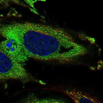 Immunocytochemistry/ Immunofluorescence KDELR3 Antibody - BSA Free
