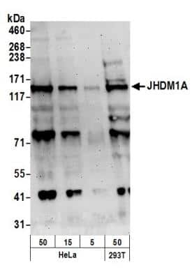 Western Blot: KDM2A/FBXL11 Antibody [NB100-74602] - Detection of Human JHDM1A by Western Blot. Samples: Whole cell lysate from HeLa (50, 15, 5 ug) and 293T (50 ug) cells prepared using NETN lysis buffer. Antibodies: Affinity purified rabbit anti-JHDM1A antibody NB100-74602 used for WB at 0.1 ug/ml. Detection: Chemiluminescence with an exposure time of 3 minutes.