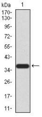 Western Blot: KDM2B Antibody (3B7D11) [NBP2-52466] - Analysis using FBXL10 mAb against human FBXL10 (AA: 457-555) recombinant protein. (Expected MW is 36.8 kDa)