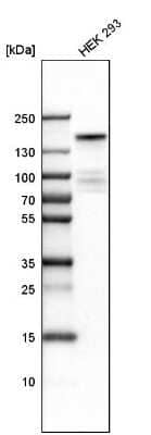 Western Blot: KDM6A Antibody [NBP1-80628] - Analysis in human cell line HEK 293.