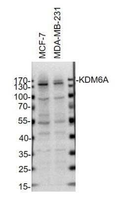 Western Blot: KDM6A Antibody [NBP1-80628] - MCF-7 and MDA-MB-231 whole cell lysates (40 ug/lane). 10% SDS-PAGE. KDM6A Antibody (NBP1-80628) primary antibody at 1:1000, 4C, overnight. Western blot image submitted by a verified customer review.