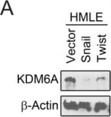 <b>Orthogonal Strategies Validation. </b>Western Blot: KDM6A Antibody [NBP1-80628] - HMLE cells were transduced with either an empty vector (HMLE-Vector), or genes encoding the EMT-inducing transcription factors Snail (HMLE-Snail) or Twist (HMLE-Twist) [4]. Whole-cell lysates were analyzed by immunoblotting for KDM6A. beta-actin was used as a loading control. Image collected and cropped by CiteAb from the following publication (//pubmed.ncbi.nlm.nih.gov/29029452/) licensed under a CC-BY license.