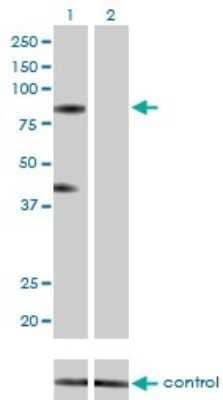 Western Blot: KF1 Antibody (3E7) [H00007844-M01] - Analysis of RNF103 over-expressed 293 cell line, cotransfected with RNF103 Validated Chimera RNAi ( Cat # H00007844-R01V ) (Lane 2) or non-transfected control (Lane 1). Blot probed with RNF103 monoclonal antibody (M01), clone 3E7 (Cat # H00007844-M01 ). GAPDH ( 36.1 kDa ) used as specificity and loading control.