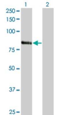 Western Blot: KF1 Antibody (3E7) [H00007844-M01] - Analysis of RNF103 expression in transfected 293T cell line by RNF103 monoclonal antibody (M01), clone 3E7.Lane 1: RNF103 transfected lysate(79.405 KDa).Lane 2: Non-transfected lysate.