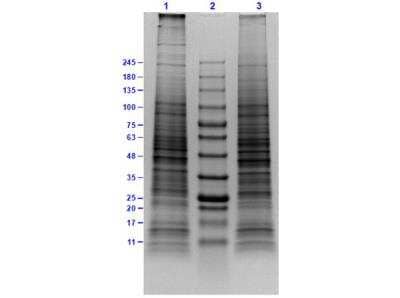SDS-Page: KG-1 Whole Cell Lysate [NBP3-05284] - Lane 1: KG-1 Whole Cell Lysate (10ug) Reduced. Lane 2: Opal Prestained Molecular Weight Markers Lane 3: KG-1 Whole Cell Lysate (10ug) Non-Reduced. Results show wide range of molecular weight bands with no signs of degradation.