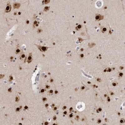 Immunohistochemistry-Paraffin: KHDRBS2 Antibody [NBP1-81148] - Staining of human cerebral cortex shows strong nuclear positivity in neuronal cells.