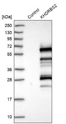 Western Blot: KHDRBS2 Antibody [NBP1-81148] - Analysis in control (vector only transfected HEK293T lysate) and KHDRBS2 over-expression lysate (Co-expressed with a C-terminal myc-DDK tag (3.1 kDa) in mammalian HEK293T cells).