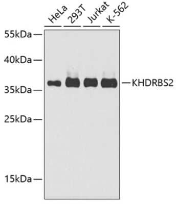 Western Blot: KHDRBS2 Antibody [NBP3-03933] - Analysis of extracts of various cell lines, using KHDRBS2 antibody at 1:1000 dilution. Secondary antibody: HRP Goat Anti-Rabbit IgG (H+L) at 1:10000 dilution. Lysates/proteins: 25ug per lane. Blocking buffer: 3% nonfat dry milk in TBST. Detection: ECL Enhanced Kit