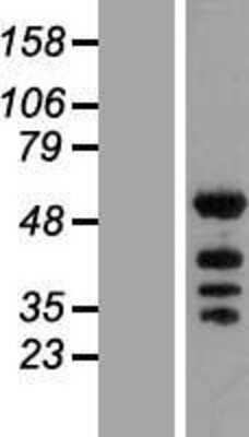 Western Blot: KHDRBS2 Overexpression Lysate (Adult Normal) [NBL1-12230] Left-Empty vector transfected control cell lysate (HEK293 cell lysate); Right -Over-expression Lysate for KHDRBS2.