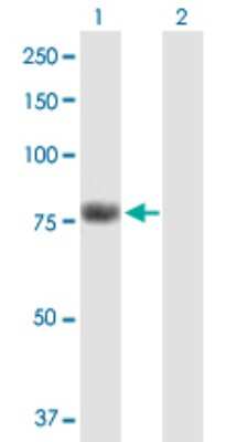 Western Blot: KHNYN Antibody [H00023351-B01P] - Analysis of KIAA0323 expression in transfected 293T cell line by KIAA0323 polyclonal antibody.  Lane1:KIAA0323 transfected lysate(74.58 KDa). Lane2:Non-transfected lysate.
