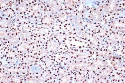 Immunohistochemistry-Paraffin: KHSRP Antibody (4V4O1) [NBP3-16746] - Immunohistochemistry of paraffin-embedded mouse kidney using KHSRP Rabbit mAb (NBP3-16746) at dilution of 1:100 (40x lens).Perform microwave antigen retrieval with 10 mM Tris/EDTA buffer pH 9.0 before commencing with IHC staining protocol.