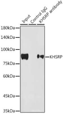 Immunoprecipitation: KHSRP Antibody (4V4O1) [NBP3-16746] - Immunoprecipitation analysis of 300ug extracts of HepG2 cells using 3ug KHSRP antibody (NBP3-16746). Western blot was performed from the immunoprecipitate using KHSRP antibody (NBP3-16746) at a dilition of 1:1000.