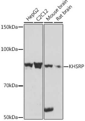 Western Blot: KHSRP Antibody (4V4O1) [NBP3-16746] - Western blot analysis of extracts of various cell lines, using KHSRP Rabbit mAb (NBP3-16746) at 1:1000 dilution. Secondary antibody: HRP Goat Anti-Rabbit IgG (H+L) at 1:10000 dilution. Lysates/proteins: 25ug per lane. Blocking buffer: 3% nonfat dry milk in TBST. Detection: ECL Basic Kit. Exposure time: 10s.