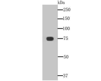 Western Blot: KHSRP Antibody (A7-B0) [NBP2-76894] - Western blot analysis of KHSRP on Jurkat cell lysate using anti-KHSRP antibody at 1/500 dilution.