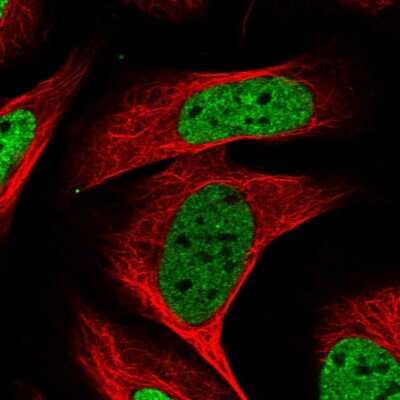 Immunocytochemistry/Immunofluorescence: KHSRP Antibody [NBP1-84719] - Staining of human cell line U-2 OS shows localization to nucleoplasm. Antibody staining is shown in green.