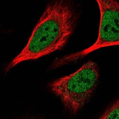 Immunocytochemistry/Immunofluorescence: KHSRP Antibody [NBP2-56700] - Staining of human cell line U-2 OS shows localization to nucleoplasm.